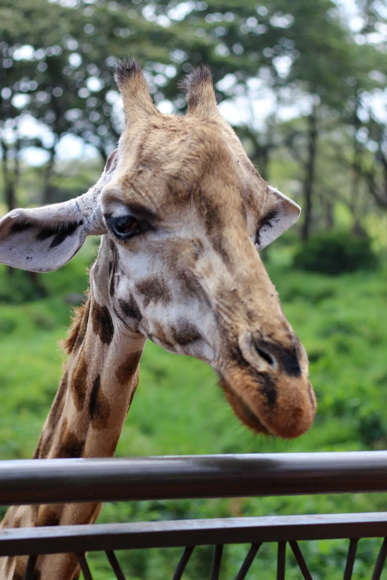 Nairobi National Park Safari