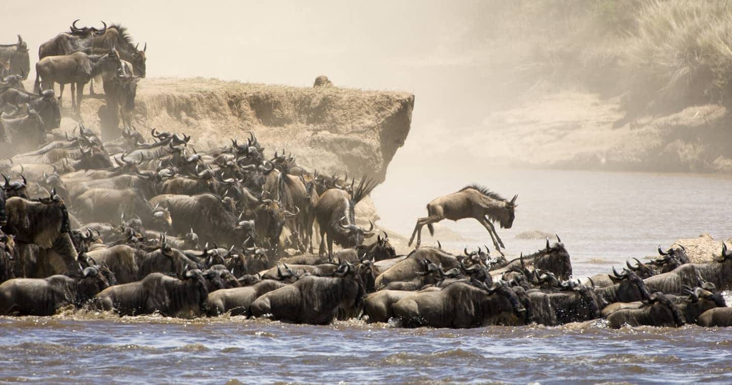 Maasai Mara - High Season Safari